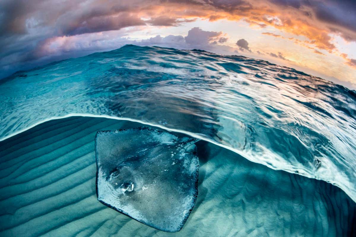 Split level view of Southern stingray (Dasyatis americana) female, swimming over a shallow, sandy seabed at dawn, North Sound, Grand Cayman, Cayman Islands, Caribbean Sea.