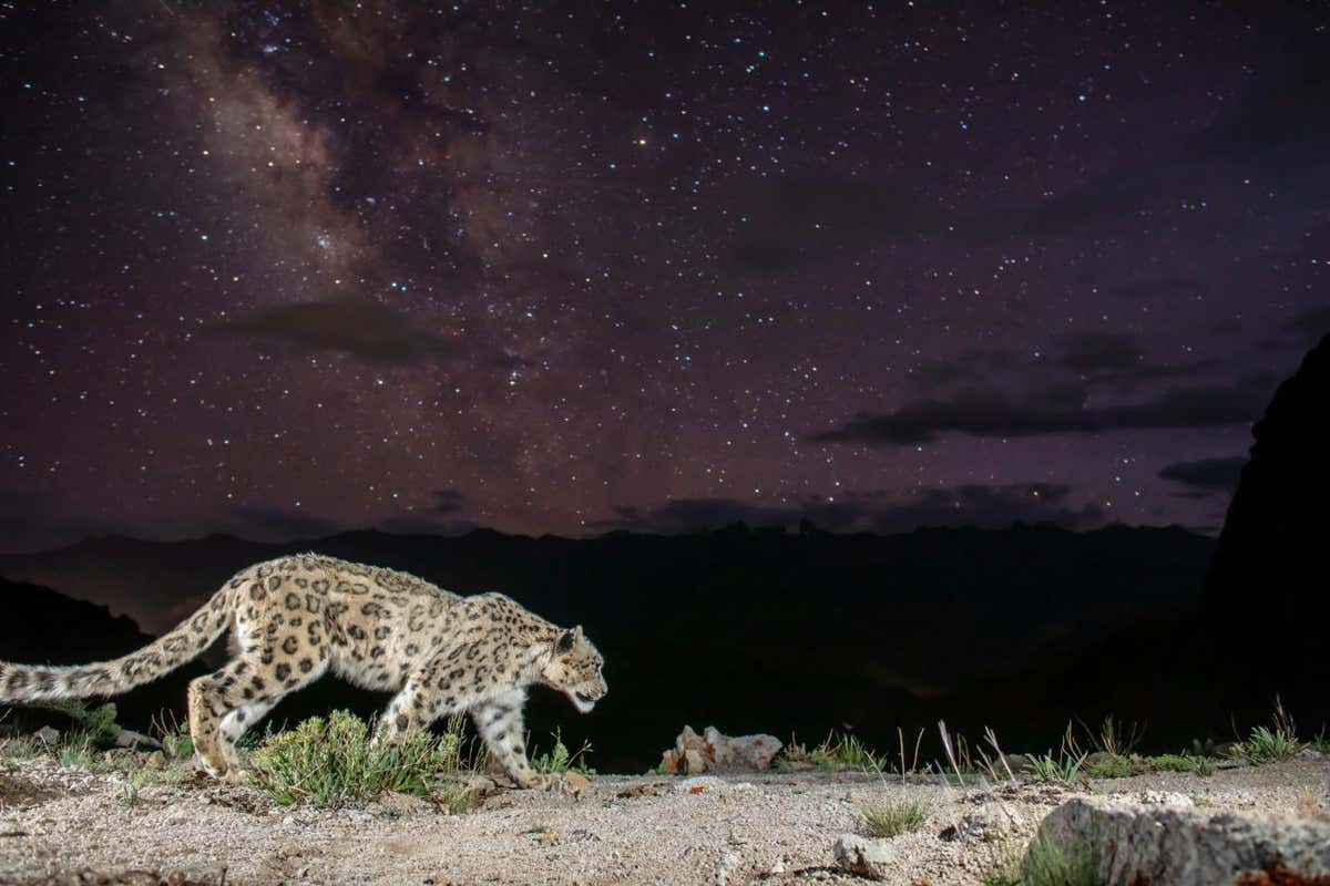 Snow Leopard Starry Night: How A Rare Image Can Bring Big Protections This is a wildlife first: a snow leopard captured under a starry night sky in stunning fidelity. An image that could help protect the species by turning a neglected area into a protected park.