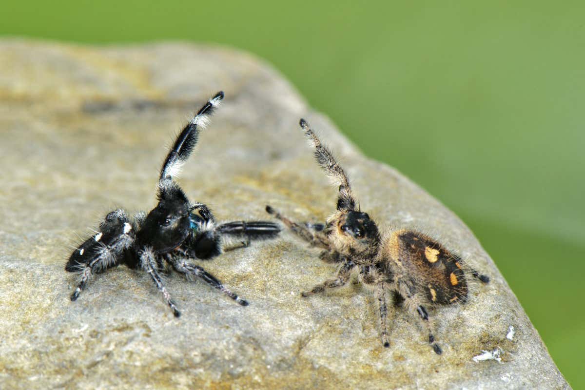 Adult regal jumper (Phidippus regius) spiders in a courtship display before mating