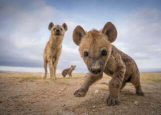 The best animal photos of 2023, from hyenas to southern stingrays