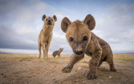 The best animal photos of 2023, from hyenas to southern stingrays