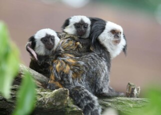 Marmosets swap brain cells with their siblings