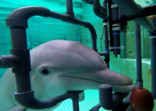 Bottlenose dolphins can sense electric fields with their snouts