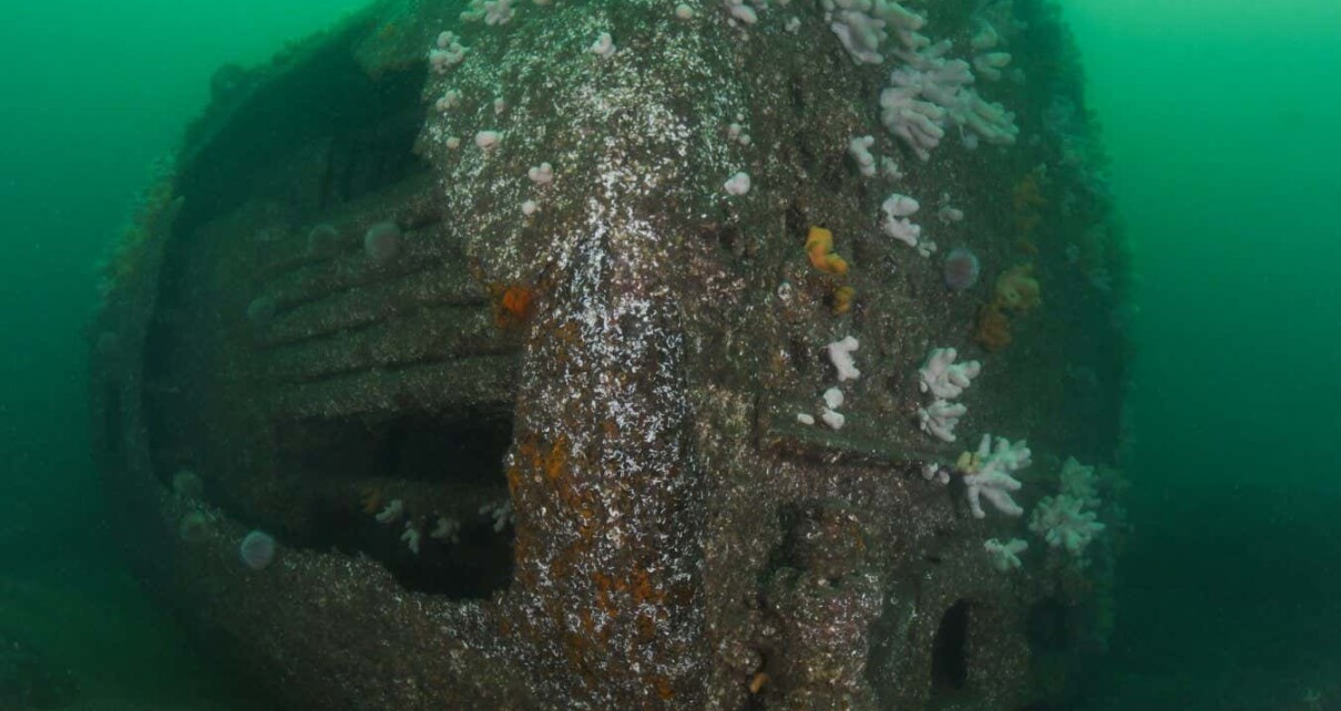 Shipwrecks are havens for wildlife in areas threatened by fishing