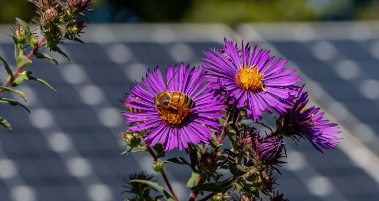Insects thrive on solar farms planted with native flowers