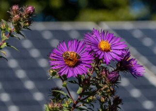 Insects thrive on solar farms planted with native flowers