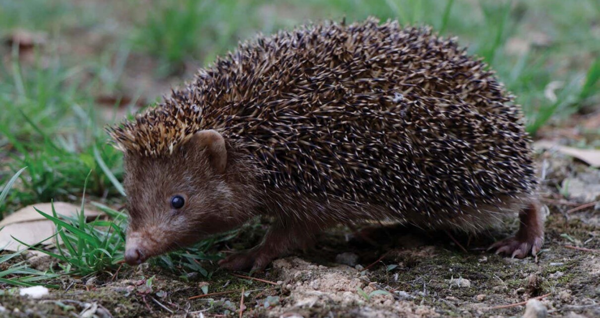 Unusual dark hedgehog from eastern China is new to science