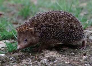 Unusual dark hedgehog from eastern China is new to science