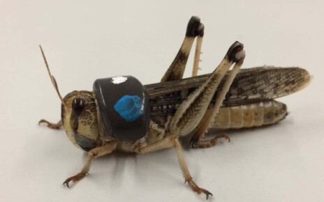 Locusts spun in a centrifuge develop extra-strong exoskeletons