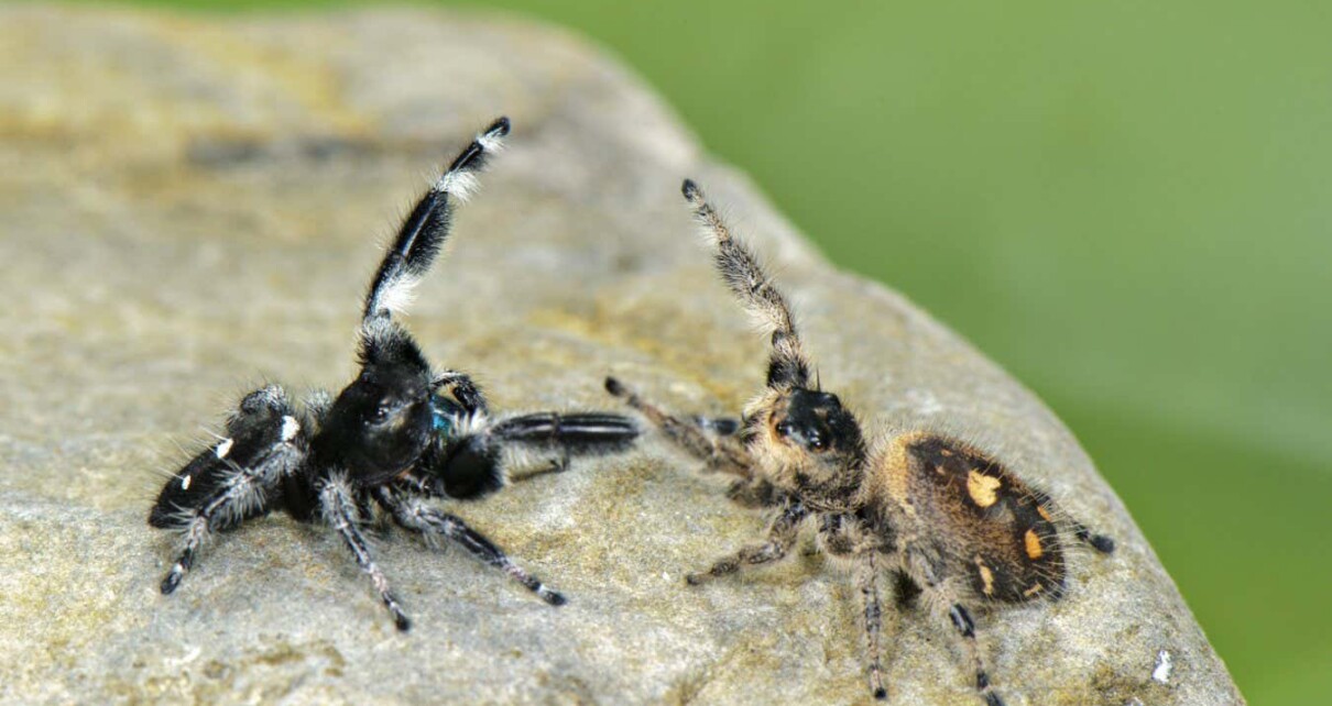 Adult regal jumper (Phidippus regius) spiders in a courtship display before mating