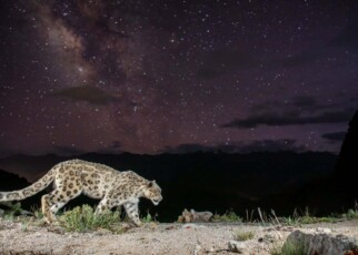Snow Leopard Starry Night: How A Rare Image Can Bring Big Protections This is a wildlife first: a snow leopard captured under a starry night sky in stunning fidelity. An image that could help protect the species by turning a neglected area into a protected park.