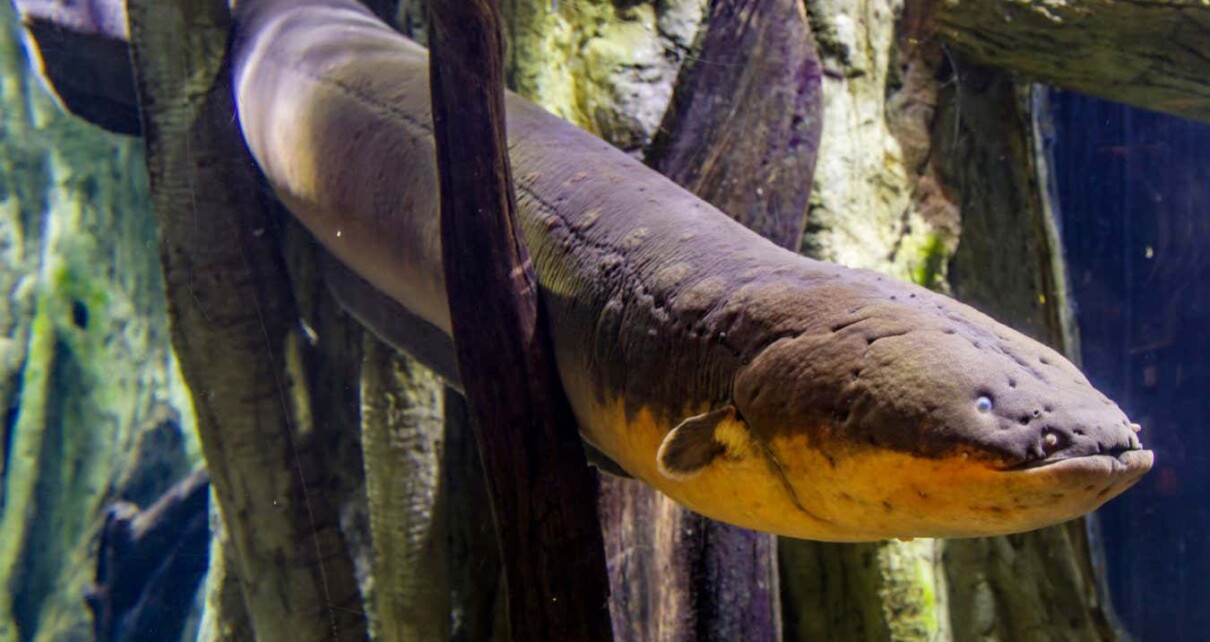 Electric eel zaps can genetically modify other nearby animals