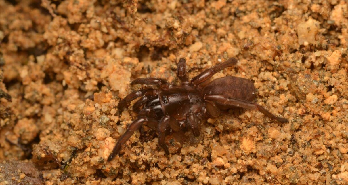 Fagilde's trapdoor spider rediscovered in Portugal after disappearing for 92 years