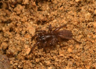Fagilde's trapdoor spider rediscovered in Portugal after disappearing for 92 years