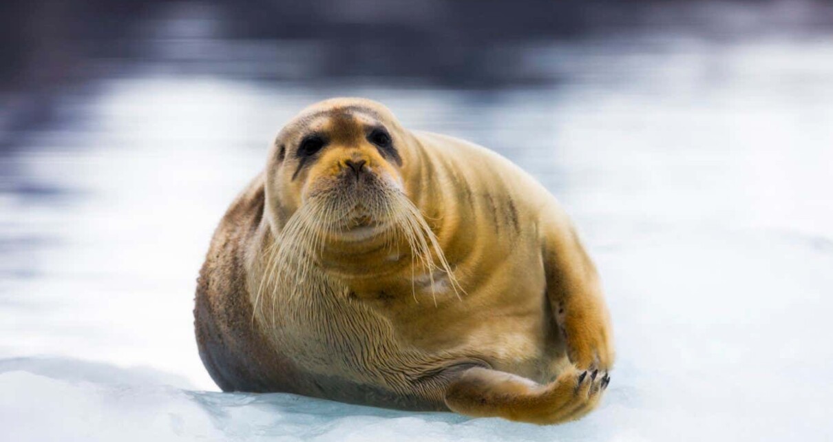 A bearded seal on the ice in Svalbard
