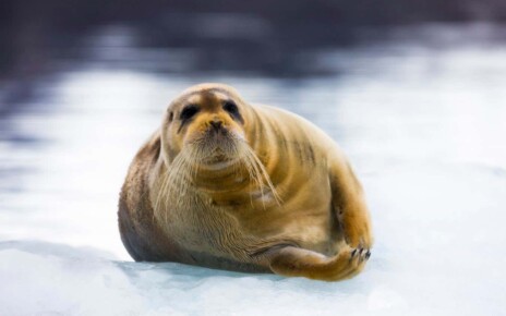 A bearded seal on the ice in Svalbard
