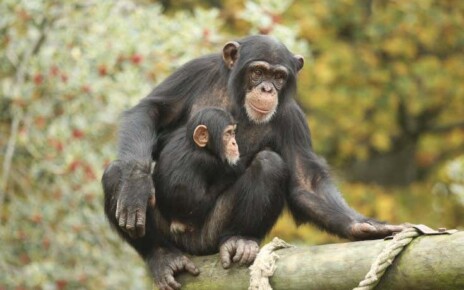Chimpanzees recognise photos of friends they haven't seen for decades