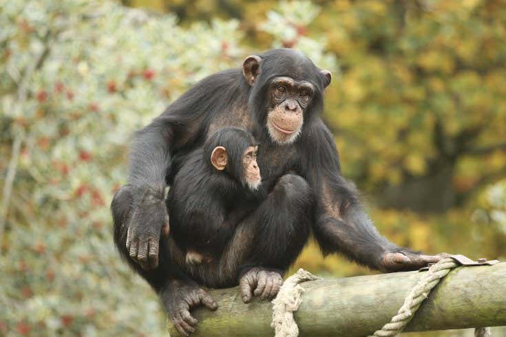 Chimpanzees recognise photos of friends they haven't seen for decades