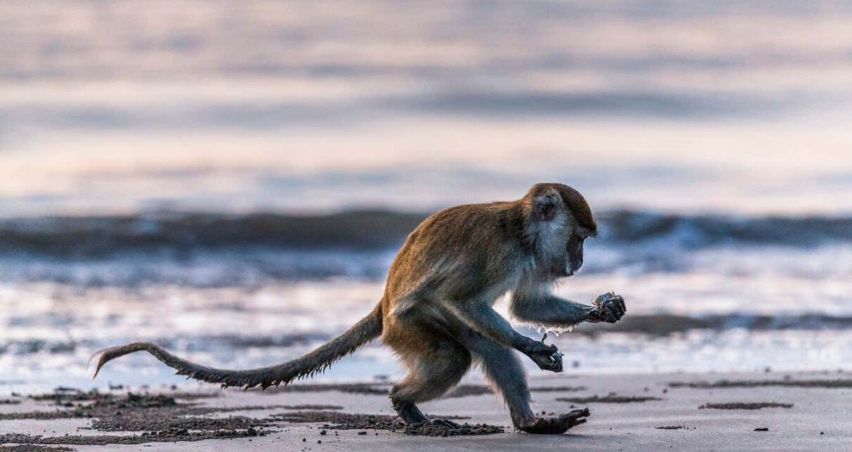 Monkeys in Thailand took up stone tools when covid-19 stopped tourism