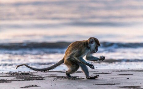 Monkeys in Thailand took up stone tools when covid-19 stopped tourism