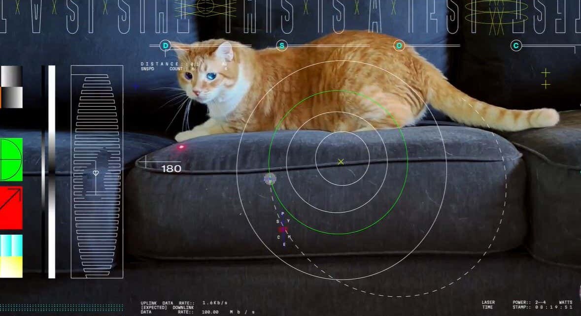 Taters the cat chasing a laser light