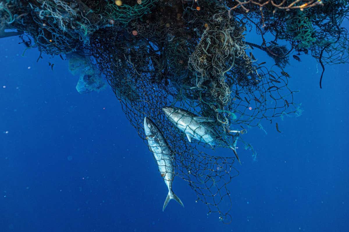 Mandatory Credit: Photo by Ocean Voyages Institute/ZUMA Wire/Shutterstock (10692672ab) Dead tuna fish in huge ball of old nets in the ocean. Ocean Voyages Institute's marine plastic recovery vessel, S/V KWAI, after a 48-day expedition, successfully removing 103 tons (206,000 lbs.) of fishing nets and consumer plastics from the North Pacific Subtropical Convergence Zone, more commonly known as the Great Pacific Garbage Patch or Gyre. Ocean Voyages Institute has set a new record with the largest at sea clean-up in the Gyre ever done, and more than doubled its own record-setting results from last year. The Great Pacific Garbage Patch is a collection of marine debris in the North Pacific Ocean. Also known as the Pacific trash vortex, the garbage patch is actually two distinct collections of debris bounded by the massive North Pacific Subtropical Gyre. Great Pacific Garbage Patch Clean Up, Honolulu, Hawaii, USA - 22 May 2020