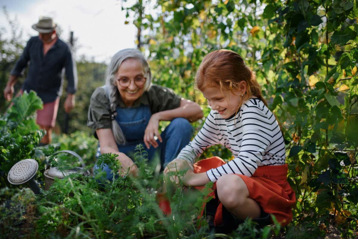 Grandmother and granddaughter in summer enjoy harvesting vegetables from home organic vegetable garden.