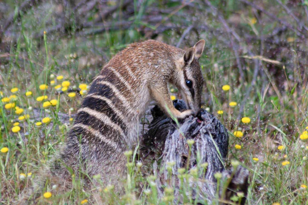 A numbat searching for termites in a fallen log. Poor night-time vision is part of the reason why the animals have to seek out food in the heat of the day