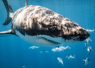 A great white shark cruising through Australian waters
