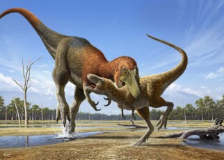 Tiny T. rex fossils may be distinct species – but not everyone agrees