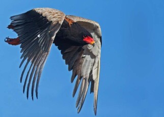 Sharp decline of African birds of prey puts them at risk of extinction