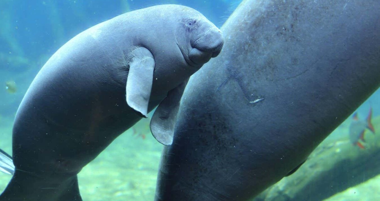 2ENH3G9 The latest born West African manatee, left, meets visitors for the first time at Chimelong Ocean Kingdom in Zhuhai city, south China's Guangdong province, 19 August 2019. The latest-born West African manatee at Chimelong Ocean Kingdom, who is the first born female manatee in China, meet visitors for the first time two months after her birth in Zhuhai city, south China's Guangdong province, 19 August 2019. During the meeting, the manatee chooses her name as Feifei, and interact with present visitors. (Photo by Chen Jimin - Imaginechina/Sipa USA)