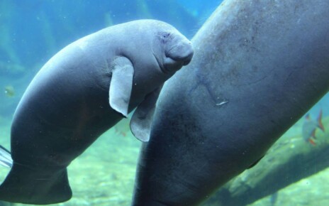 2ENH3G9 The latest born West African manatee, left, meets visitors for the first time at Chimelong Ocean Kingdom in Zhuhai city, south China's Guangdong province, 19 August 2019. The latest-born West African manatee at Chimelong Ocean Kingdom, who is the first born female manatee in China, meet visitors for the first time two months after her birth in Zhuhai city, south China's Guangdong province, 19 August 2019. During the meeting, the manatee chooses her name as Feifei, and interact with present visitors. (Photo by Chen Jimin - Imaginechina/Sipa USA)