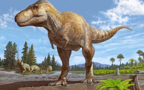 Early fossil identified as new species of Tyrannosaurus