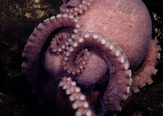 Four new octopus species discovered by deep-sea submersible