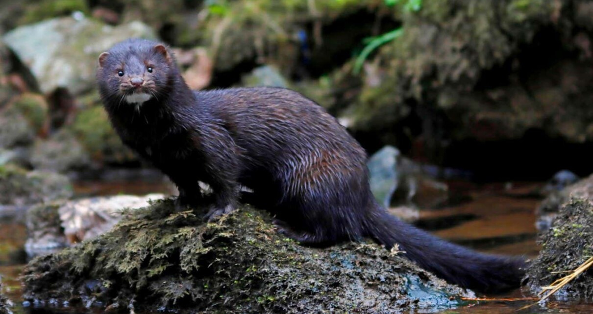 Invasive mink eradicated from parts of England by using scented traps