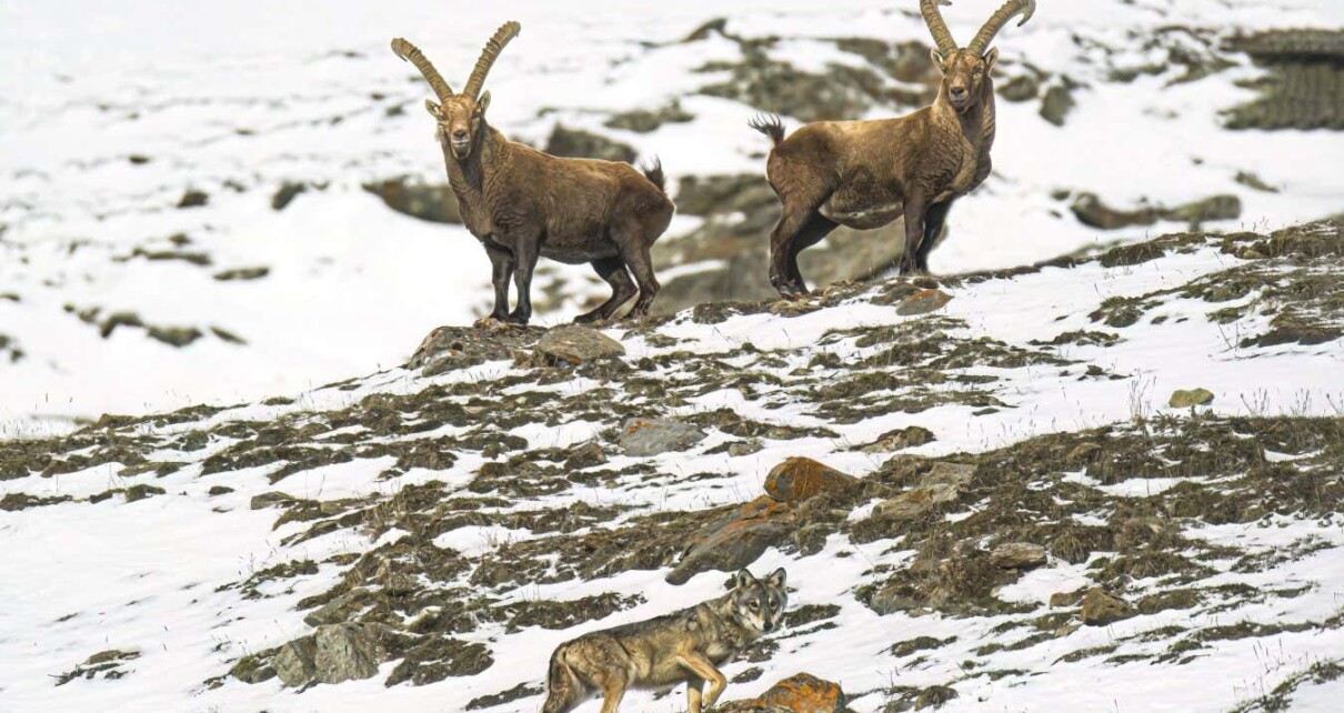 Alpine ibex are becoming more nocturnal as the climate gets hotter