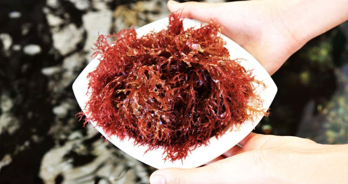 Seaweed could save a billion people from famine after a nuclear war