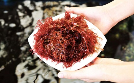 Seaweed could save a billion people from famine after a nuclear war