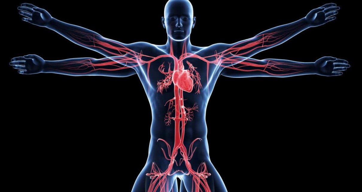 vitruvian man - vascular system; Shutterstock ID 160429655; purchase_order: -; job: -; client: -; other: -