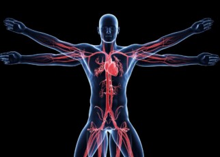 vitruvian man - vascular system; Shutterstock ID 160429655; purchase_order: -; job: -; client: -; other: -