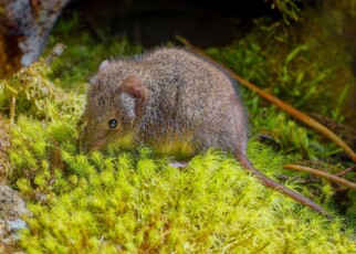Tiny marsupials sacrifice sleep for sex during the breeding season