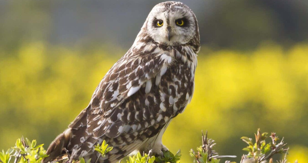 Owls may actually be able to turn their heads a full 360 degrees