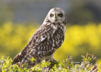 Owls may actually be able to turn their heads a full 360 degrees