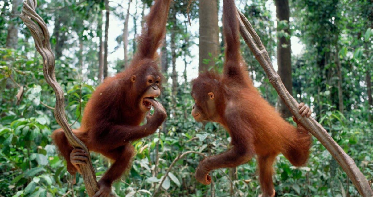 Orangutan calls have an intricate structure resembling human language