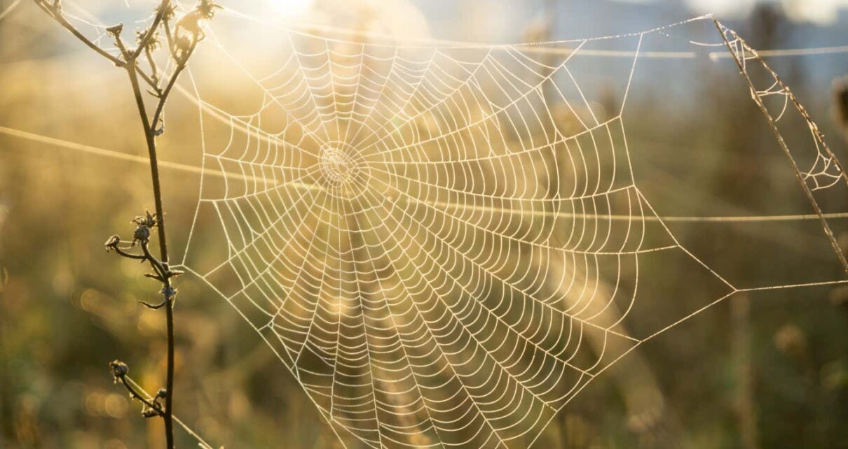 Spider webs collect DNA that reveals the species living nearby