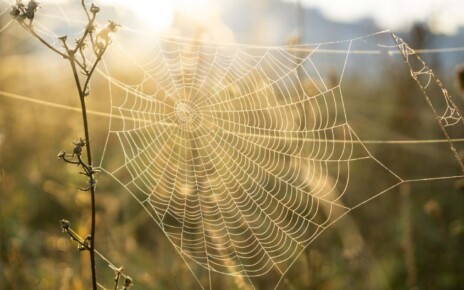 Spider webs collect DNA that reveals the species living nearby
