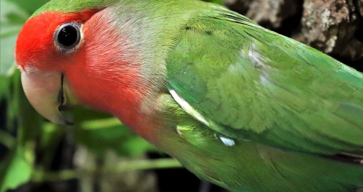 Watch parrots use their beaks for a newly identified form of motion