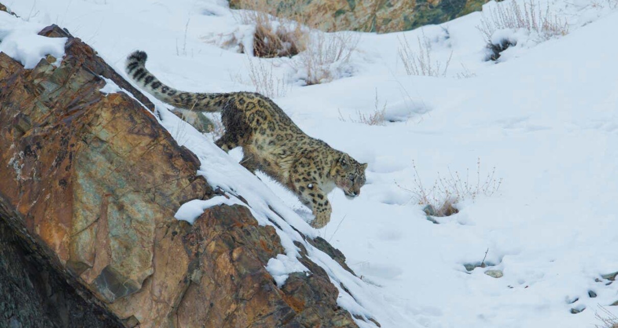 India's first snow leopard survey puts population at just 718