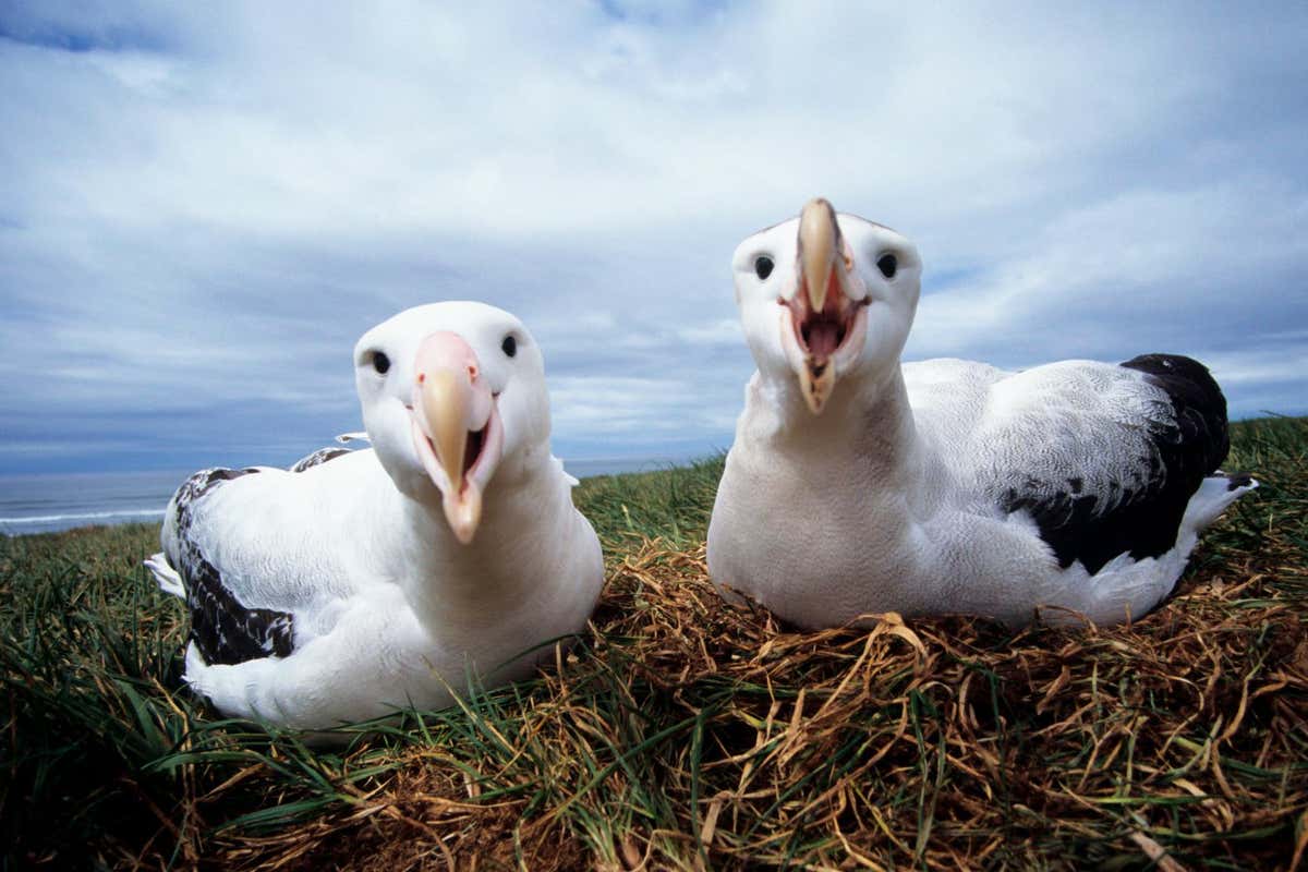 Wandering albatrosses (Diomedea exulans)